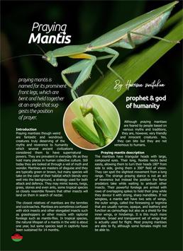 Praying Mantis